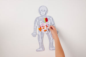 PRE-ORDER! Body Builder Felt Anatomy Kit