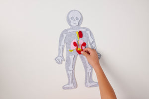 PRE-ORDER! Body Builder Felt Anatomy Kit