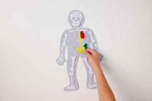 PRE-ORDER! Body Builder Felt Anatomy Kit